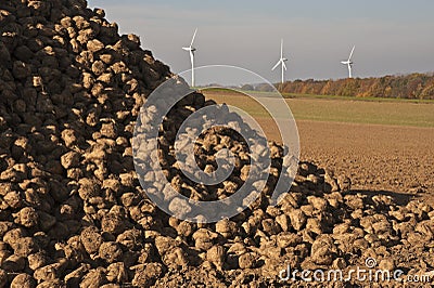 Energy, sugar beets and wind turbines