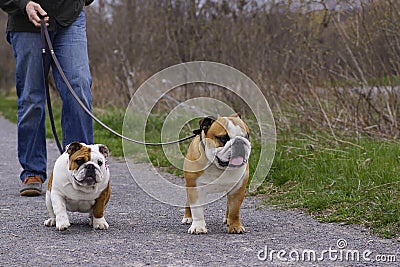 English Bull Dogs out Walking