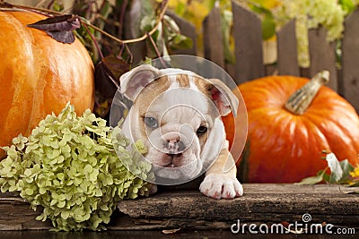 English bulldog father and puppy on white background