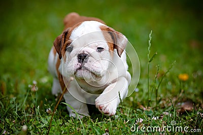 English bulldog puppy outdoors