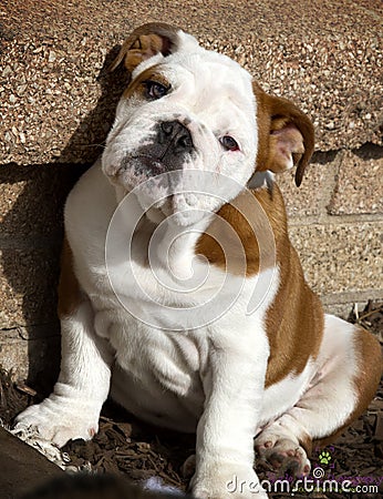 English Bulldog Puppy