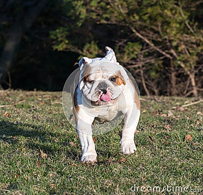 English bulldog running