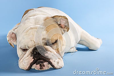 English Bulldog sleeping.