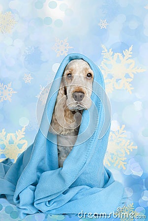 English cocker spaniel dog on christmas isolated on blue ice background