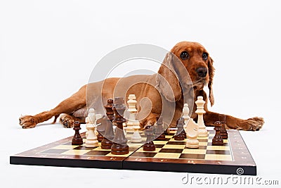 English Cocker Spaniel Dog Playing Chess