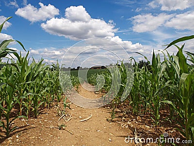 English Countryside farming -agriculture corn