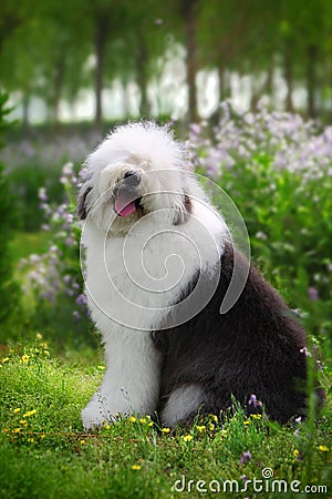 Viejo Pastor Ingles  English sheepdog, Old english sheepdog