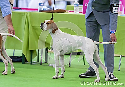 English Pointer