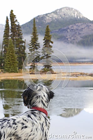 English Setter Bird Dog Looking Across a Lake