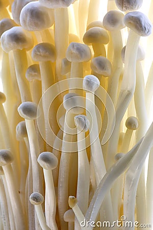 Enoki (Oyster) Mushrooms