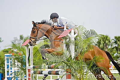 Equestrian Show Jumping