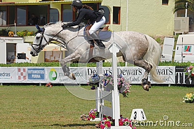 Equestrian Show Jumping