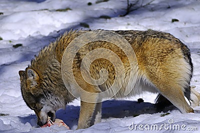 Euasian wolf in winter snow