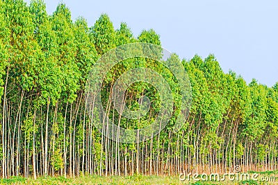 Eucalyptus forest