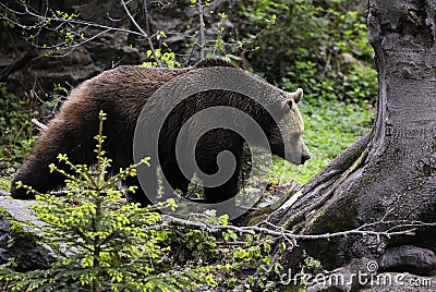 Eurasian brown bear