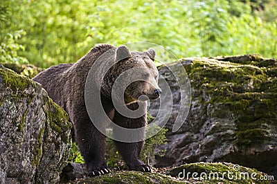 Eurasian brown bear