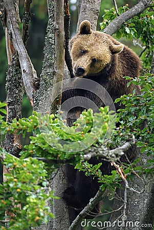 Eurasian brown bear in tree