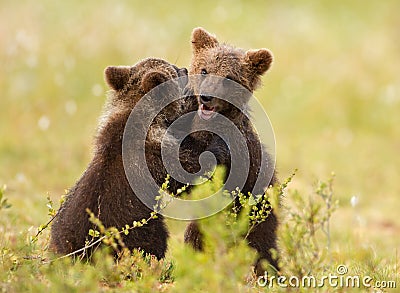 Eurasian brown bear (Ursos arctos) cubs