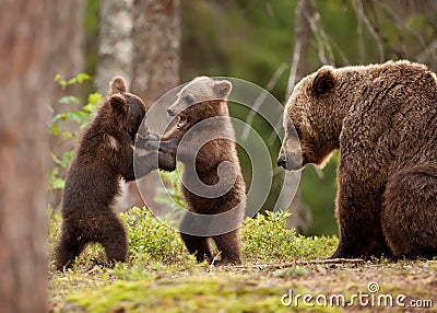 Eurasian brown bear Ursos arctos, female and cubs