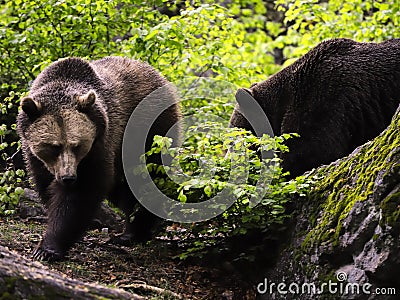 Eurasian brown bears