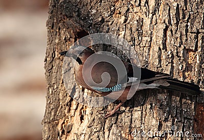 Eurasian Jay resting on a tree