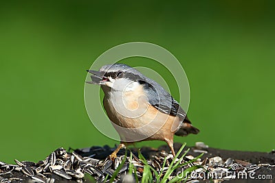 Eurasian Nuthatch eating seeds at a bird feeding station.