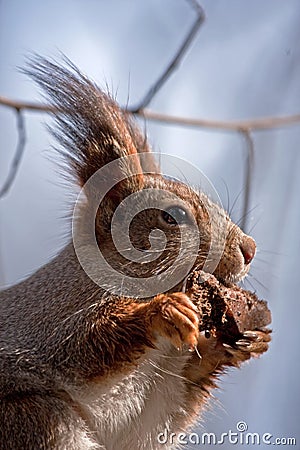 Squirrel – predator: this cute rodent chews a bone!