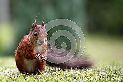 Eurasian red squirrel / Sciurus vulgaris on the lawn