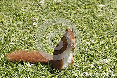 Eurasian red squirrel / Sciurus vulgaris on the lawn eating seeds