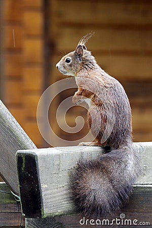 Eurasian red squirrel / Sciurus vulgaris on the outlook