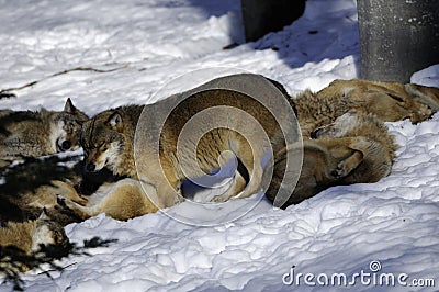 Eurasian wolf pack in snow