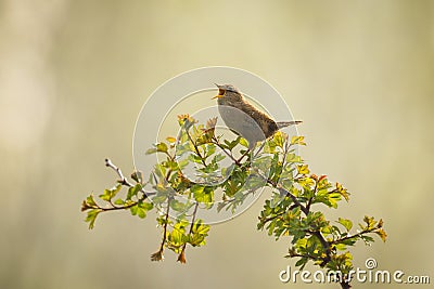 eurasian wren bird singing stock photo image 52284085 eurasian wren bird singing stock photo image 52284085