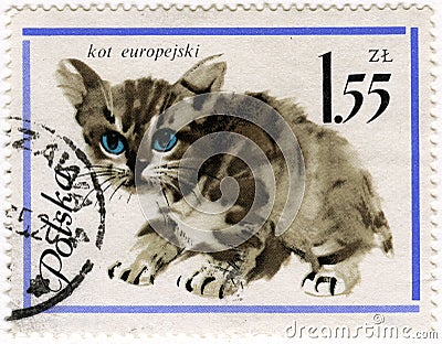 European baby cat on a vintage post stamp