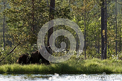 European brown bear resting in shade by lake