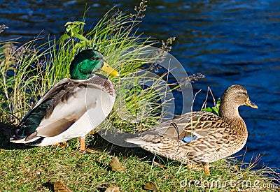 European ducks pair