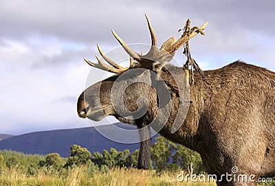 European elk bull head and shoulders profile