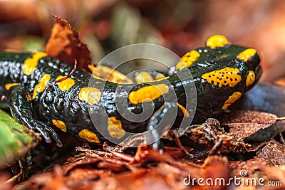 European Fire Salamander