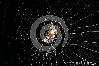 European Garden Spider on Black Background with White Net