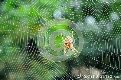 European garden spider in its web