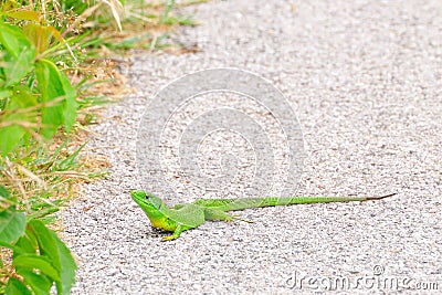 European green lizard