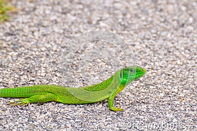 European green lizard