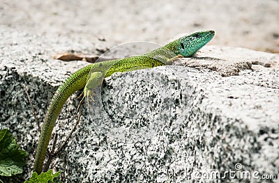 European green lizard