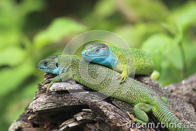 European green lizard