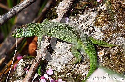 European green lizard (Lacerta viridis)