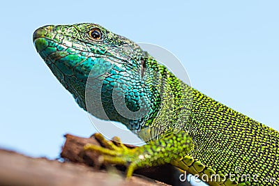 European green lizard