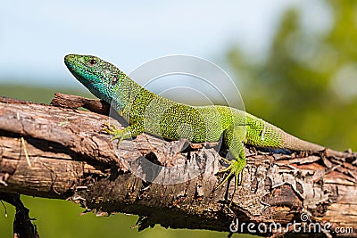 European green lizard