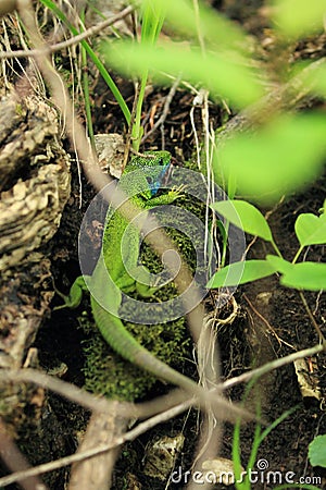 European green lizard