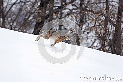 European hare running in the snow.