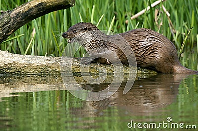 European Otter