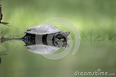 European pond turtle, Emys orbicularis,